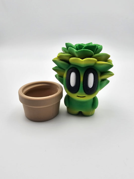 Succulent Plant