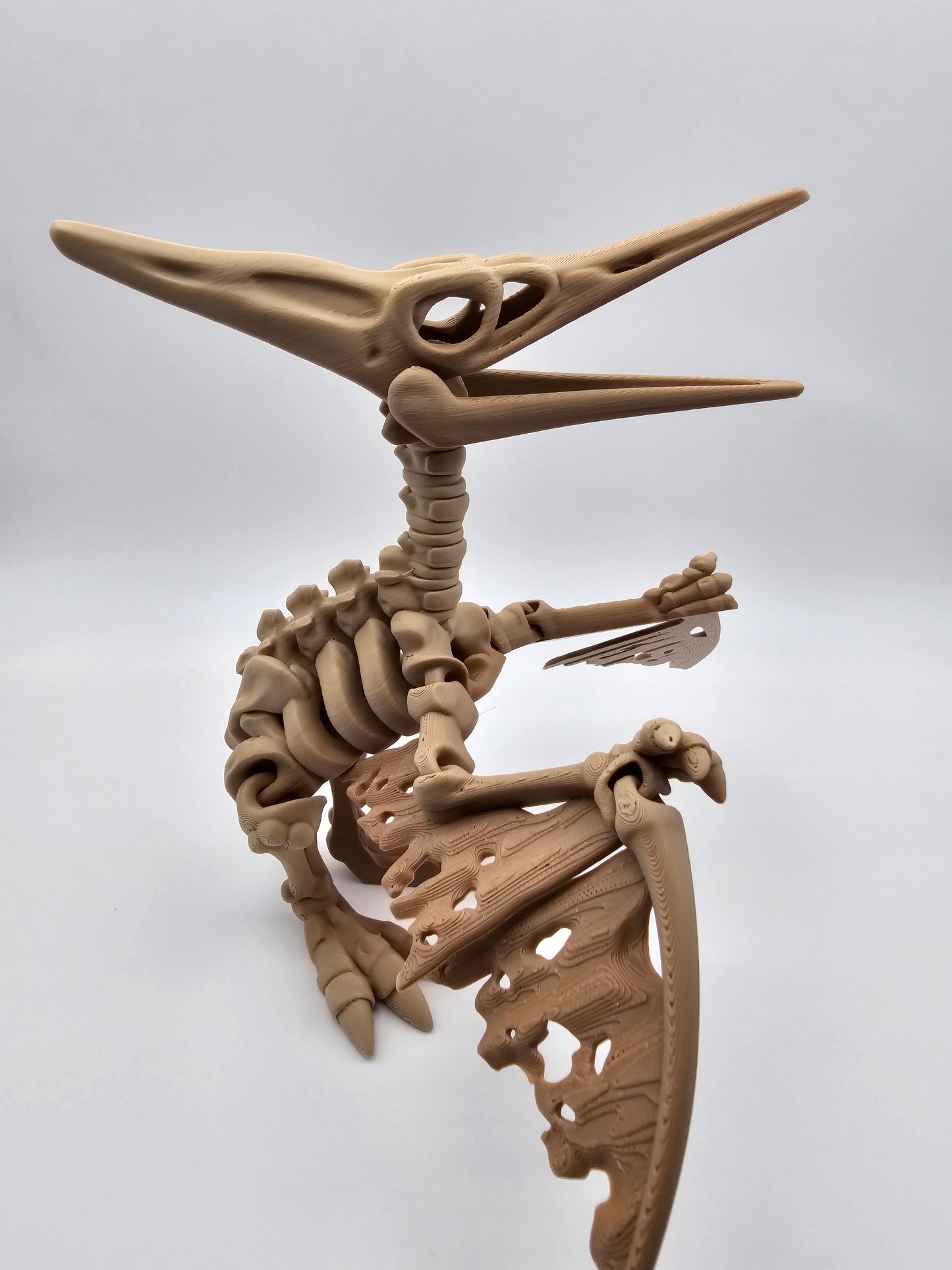 Skeleton Pteranodon
