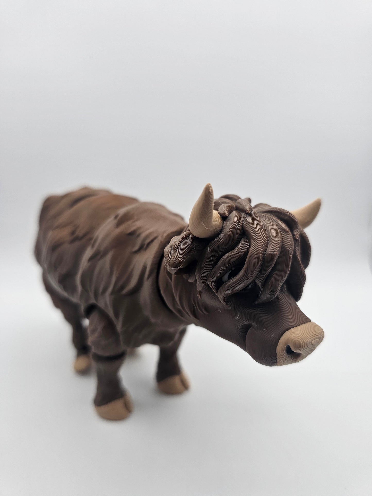 Highland Cow